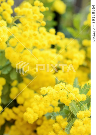 鮮やかなミモザの花 クローズアップの写真素材