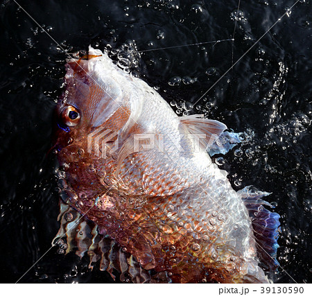 天然マダイ 39130590