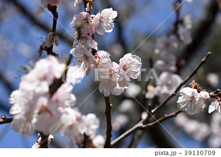 咲き始めの桜 39130709