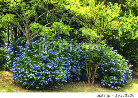 紫陽花 39130806