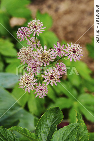 アストランティア 39130809