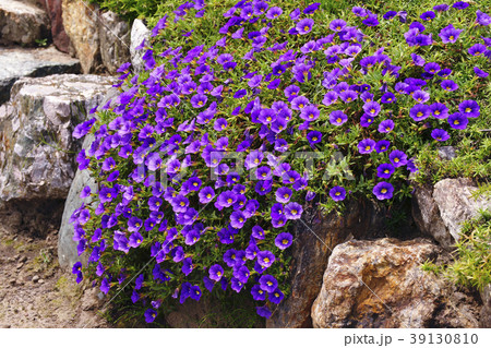 カリブラコア 39130810