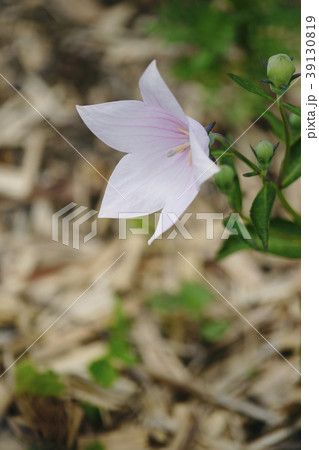 桔梗 39130819
