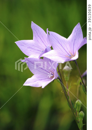 桔梗 桔梗 39130839