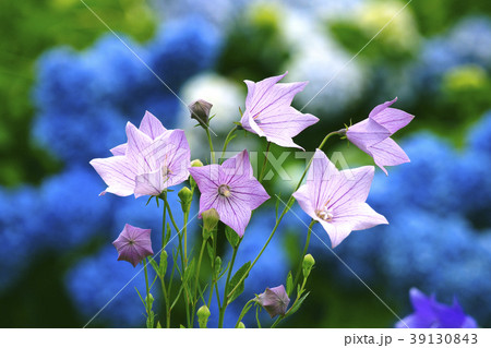 桔梗 39130843