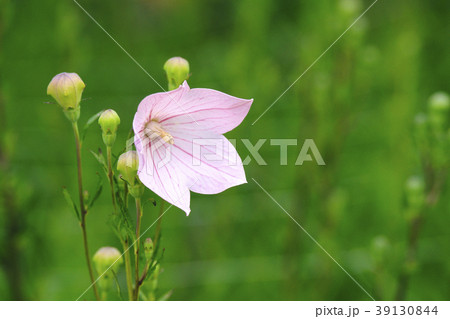 桔梗 桔梗 39130844