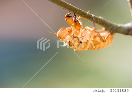 Cicada shell 39131389