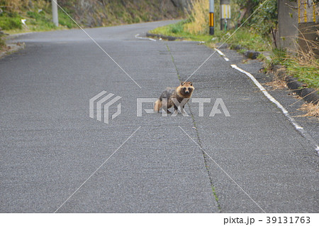 迷い出たタヌキ（鹿児島肝属郡南大隅町） 39131763