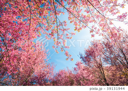 Wild Himalayan Cherry, Prunus cerasoides Wild Himalayan Cherry, Prunus cerasoides 39131944