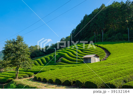 京都府和束町の茶畑 39132164