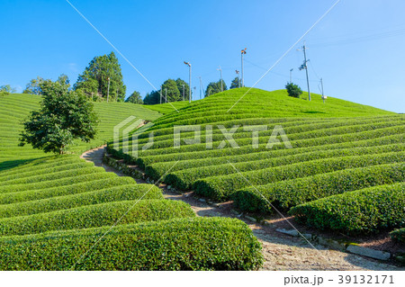 京都府和束町の茶畑 39132171