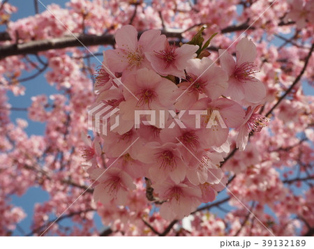 河津桜2018③ 39132189