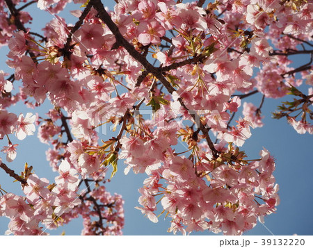 河津桜2018⑮ 39132220