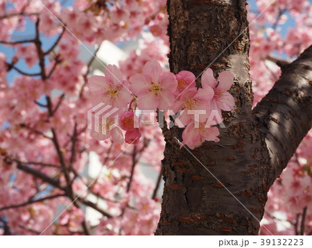 河津桜2018⑯ 39132223