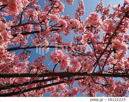 河津桜2018⑰ 39132225