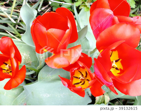チューリップ チューリップ 39132615