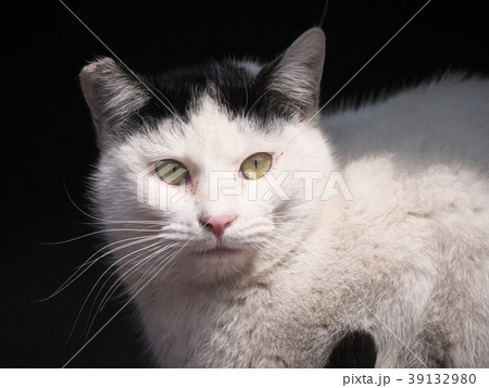 野良猫 野良猫 39132980