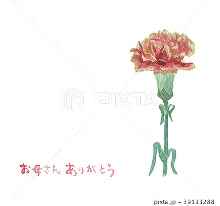 carnation pink 39133288