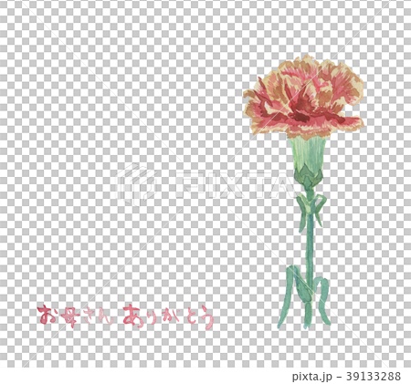 carnation pink 39133288