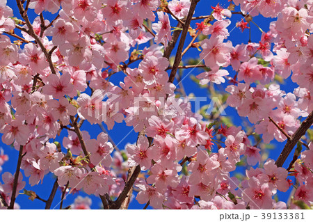 青空に映える満開の桜 小金井公園 青空に映える満開の桜 小金井公園 39133381