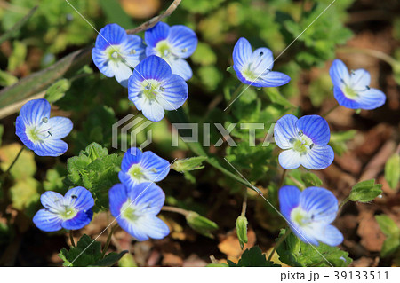 オオイヌノフグリの花十一輪　小金井公園 39133511