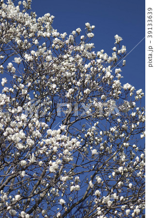 早春のハクモクレン 早春のハクモクレン 39133639