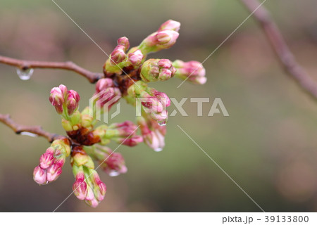 桜 咲きかけた雨の日 淡い緑と桜色の背景 桜 咲きかけた雨の日 淡い緑と桜色の背景 39133800