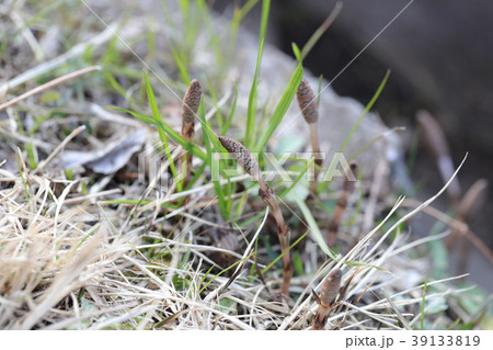 つくし つくし 39133819