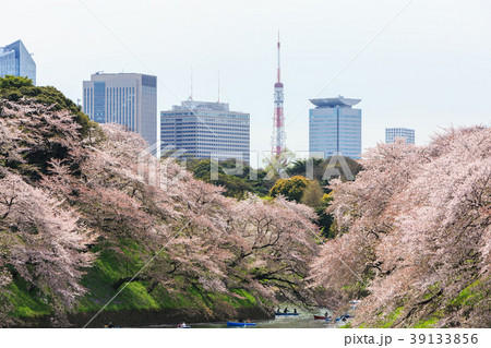 Chidorigafuchi park during the spring season this Chidorigafuchi park during the spring season this 39133856