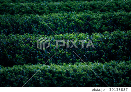 宇治茶イメージ 39133887