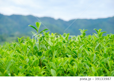京都府和束町の茶畑 京都府和束町の茶畑 39133987