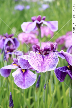 花菖蒲 花菖蒲 39134247
