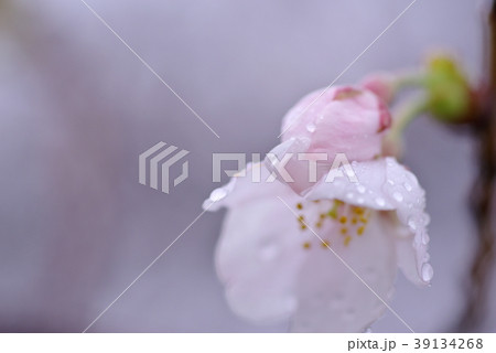桜 咲いて間もない雨の日 D 花弁の雫にフォーカス の写真素材