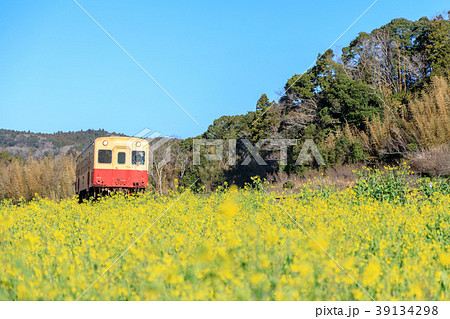 鉄道風景・小湊鉄道　菜の花畑と電車 39134298