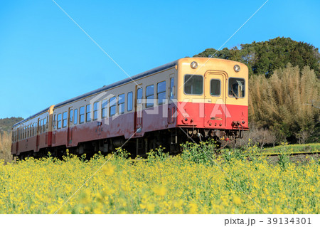 鉄道風景・小湊鉄道　菜の花畑と電車 39134301