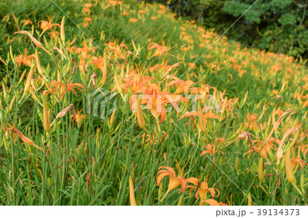 ニッコウキスゲ キスゲ デイリリー 39134373
