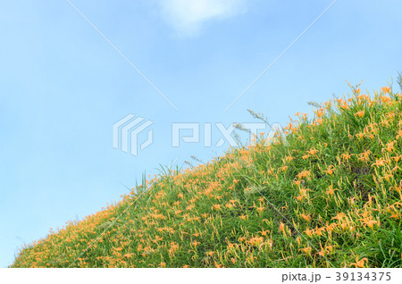 ニッコウキスゲ キスゲ デイリリー 39134375