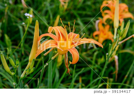 ニッコウキスゲ キスゲ デイリリー 39134417