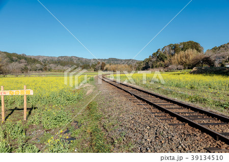 鉄道風景・小湊鉄道　石神の菜の花畑と線路 39134510