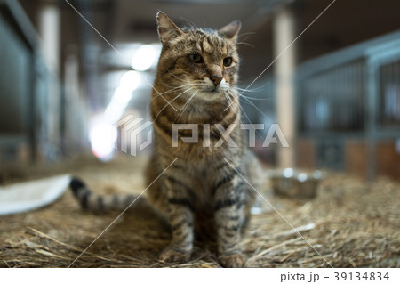 Big lazy domestic barn cat on hay bale in barn Big lazy domestic barn cat on hay bale in barn 39134834