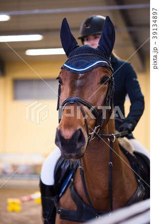 Beautiful horse with ears muffs and jockey  39134897