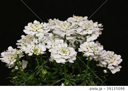 宿根イベリス 冬から春の花の写真素材 39135096 Pixta