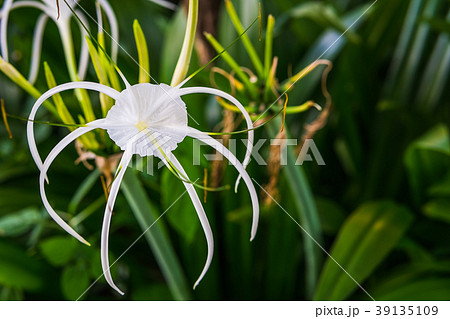 White Lily Flower 39135109
