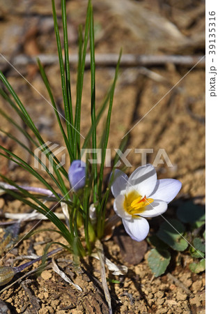 クロッカス 39135316