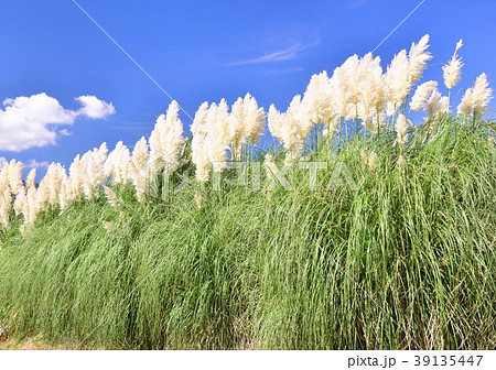 西洋ススキ-14873 39135447