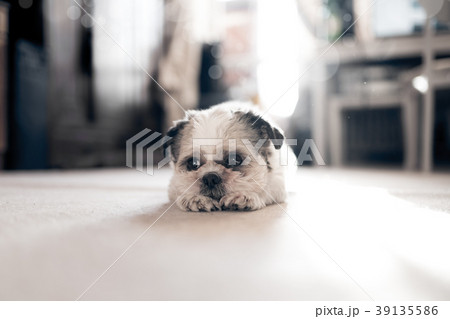Cute Shih Tzu lies on the floor in living room 39135586