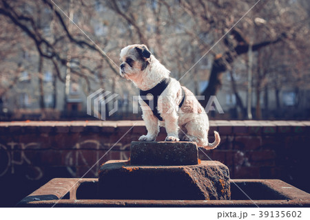 Portrait of cute Shih Tzu in the park 39135602