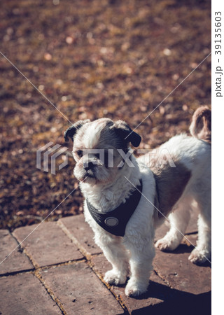 Portrait of cute Shih Tzu in the park Portrait of cute Shih Tzu in the park 39135603