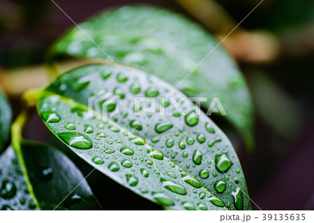 雨露 雨露 39135635