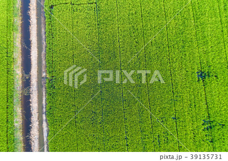 Paddy rice terrace aerial shot green background Paddy rice terrace aerial shot green background 39135731